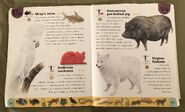Pet Dictionary (24)
