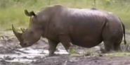 Southern White Rhinoceros as Kifaru