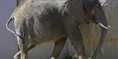 Brookfield Zoo Elephant.png (1.68 MB)