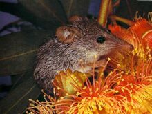 Honey Possum.jpg