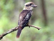 Kookaburra, Laughing.jpg (58 KB)