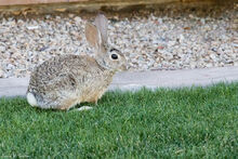 Mexican Cottontail.jpg