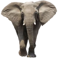 NatureRules1 African Elephant.png (272 KB)