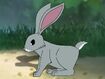 Rileys Adventures Eastern Cottontail