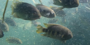 Cichlid