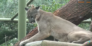 Tampa Lowry Park Zoo Cougar