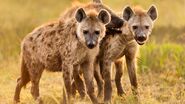 Two eastern spotted hyenas