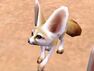 Fennec Fox