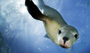 Australian Sea Lion.jpg