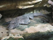 Crocodile, dwarf.jpg