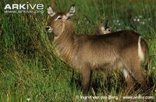 Female-Ellipsen-waterbuck-.jpg