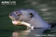 Giant Otter as Asian Small-Clawed Otter