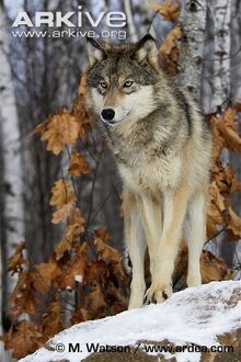 Great-Plains-wolf-front-view.jpg