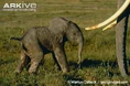 Newborn-African-elephant.jpg (89 KB)