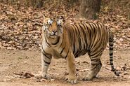 Bengal Tiger as Zeke