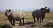 Black Rhinoceroses as Carl and Frank