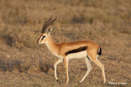 Serengeti Thomson's Gazelle Buck as Elmo