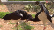 Animal Atlas Storks