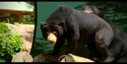 Canberra Zoo Sun Bear