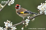 Goldfinch-perched-on-a-branch.jpg