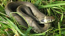 Grass-snake-02.jpg