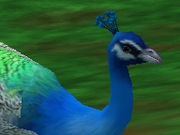 Indian-peafowl-zootycoon2018