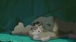 Lion-king2-disneyscreencaps.com-4545
