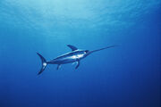 NationalGeographic 1084166.jpg