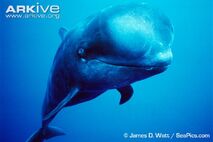 Pilot Whale.jpg