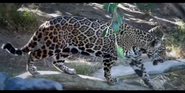 San Diego Zoo Jaguar