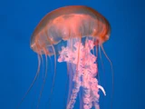 Pacific Sea Nettle