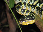 Tropidolaemus wagleri.jpg