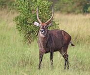 Waterbuck as Opal