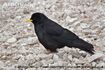 Alpine Chough