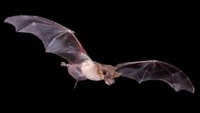 0915 mexicanfreetailbat.jpg