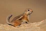 White-Tailed Antelope Squirrel as Red Ruffed Lemur