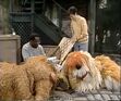 Alice and Barkley fall asleep by Mr. Handford