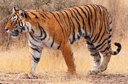 Bengal tiger (Panthera tigris tigris)