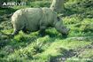 Sumatran Rhinoceros