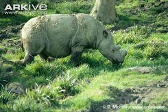 Dicerorhinus sumatrensis.jpg