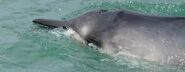 Grey beaked whale