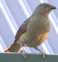 Img 4185femalebowerbird impro.jpg