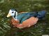 African Pygmy Goose as Teviornis