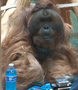 Louisville Zoo Orangutan