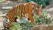 Malayan-Tiger-Images