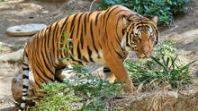 Malayan-Tiger-Images.jpg