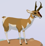 Pronghorn