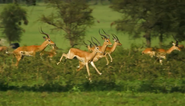 Kenyan Impala