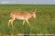 Saiga as Greater Kudu