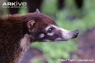 White-Nosed Coati as Mongoose Lemur